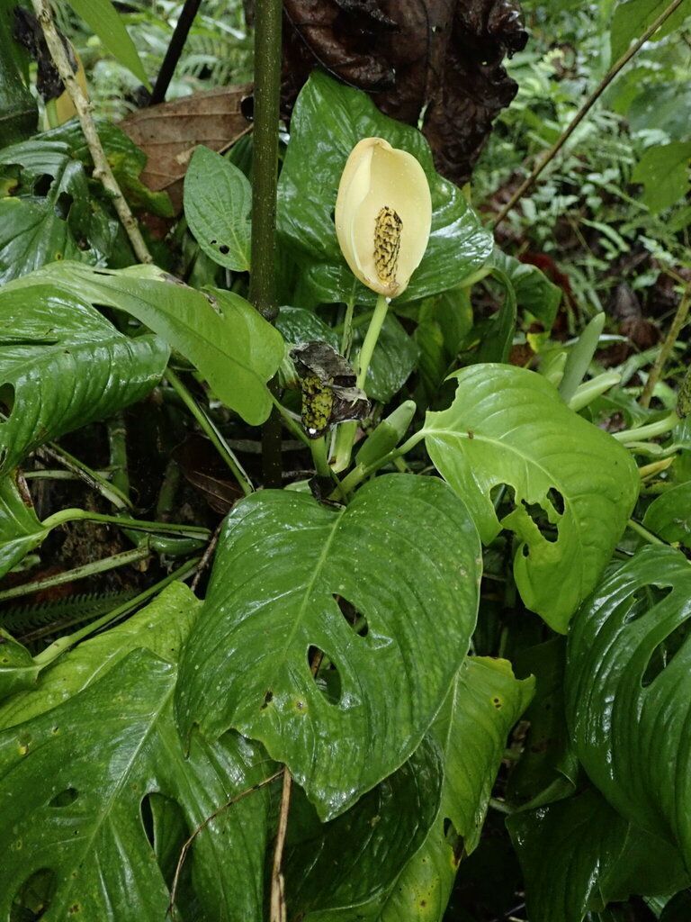 Monstera obliqua in the wild