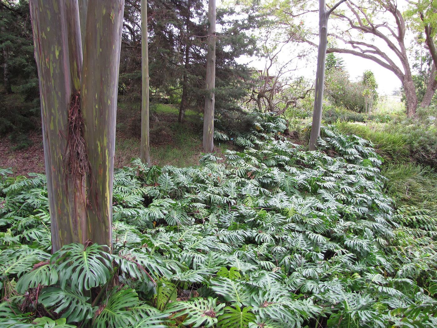 Monstera in the wild
