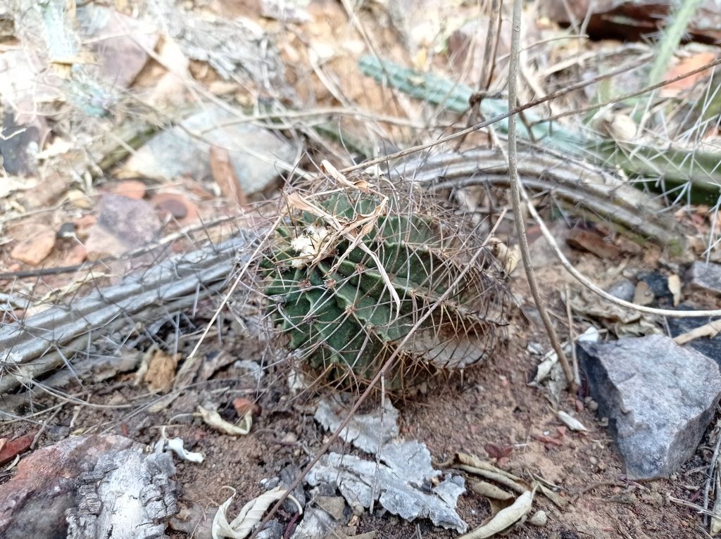 Moon Cactus in the wild
