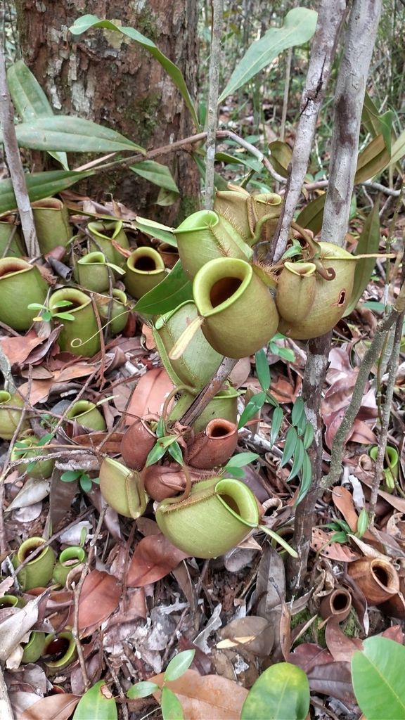 Nepenthes in the wild