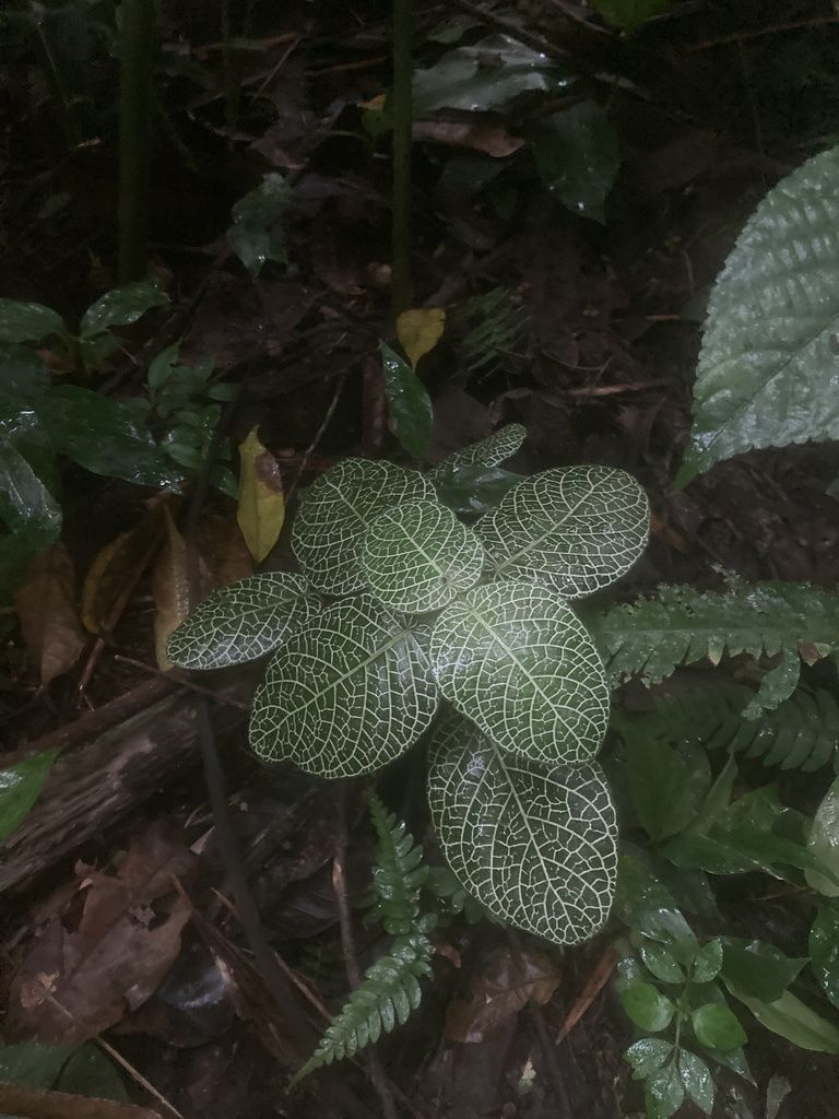 Nerve Plant in the wild