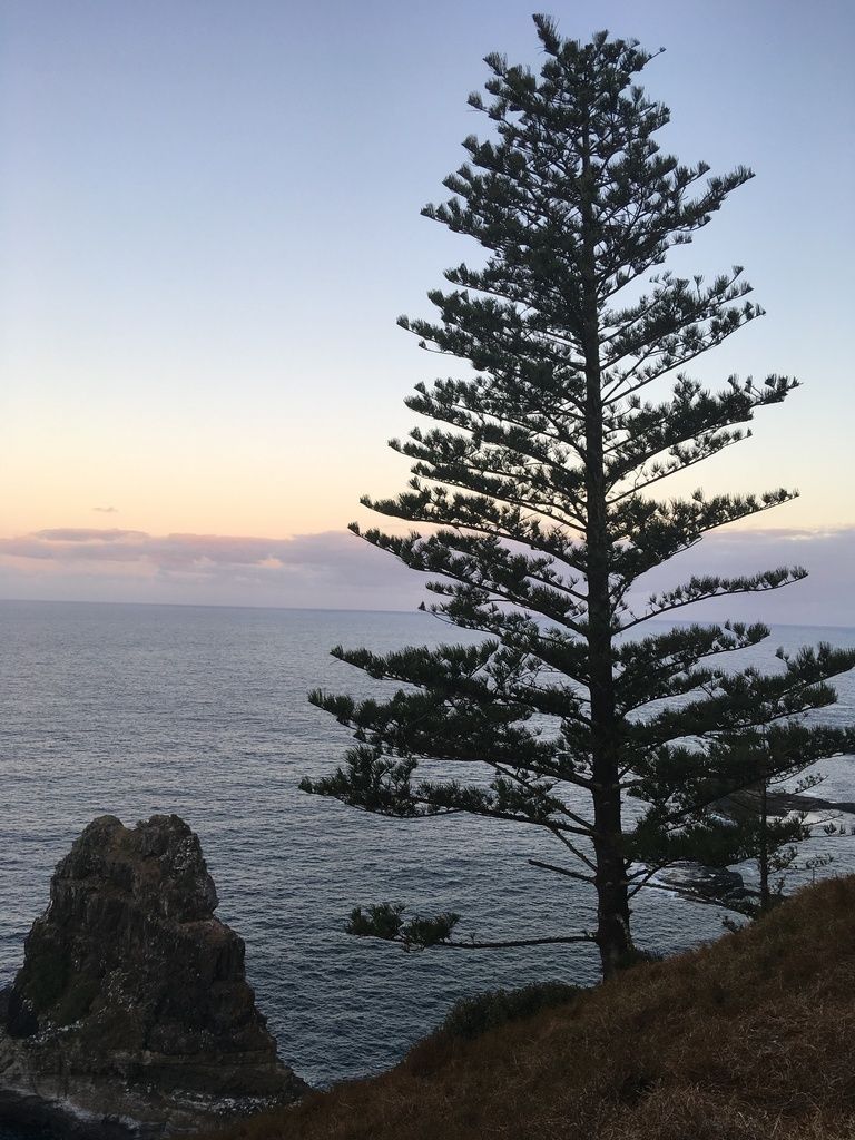 Norfolk Island Pine in the wild