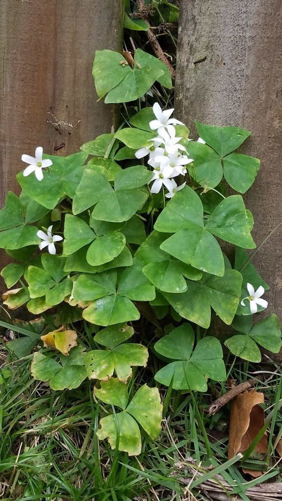 Purple Shamrock in the wild