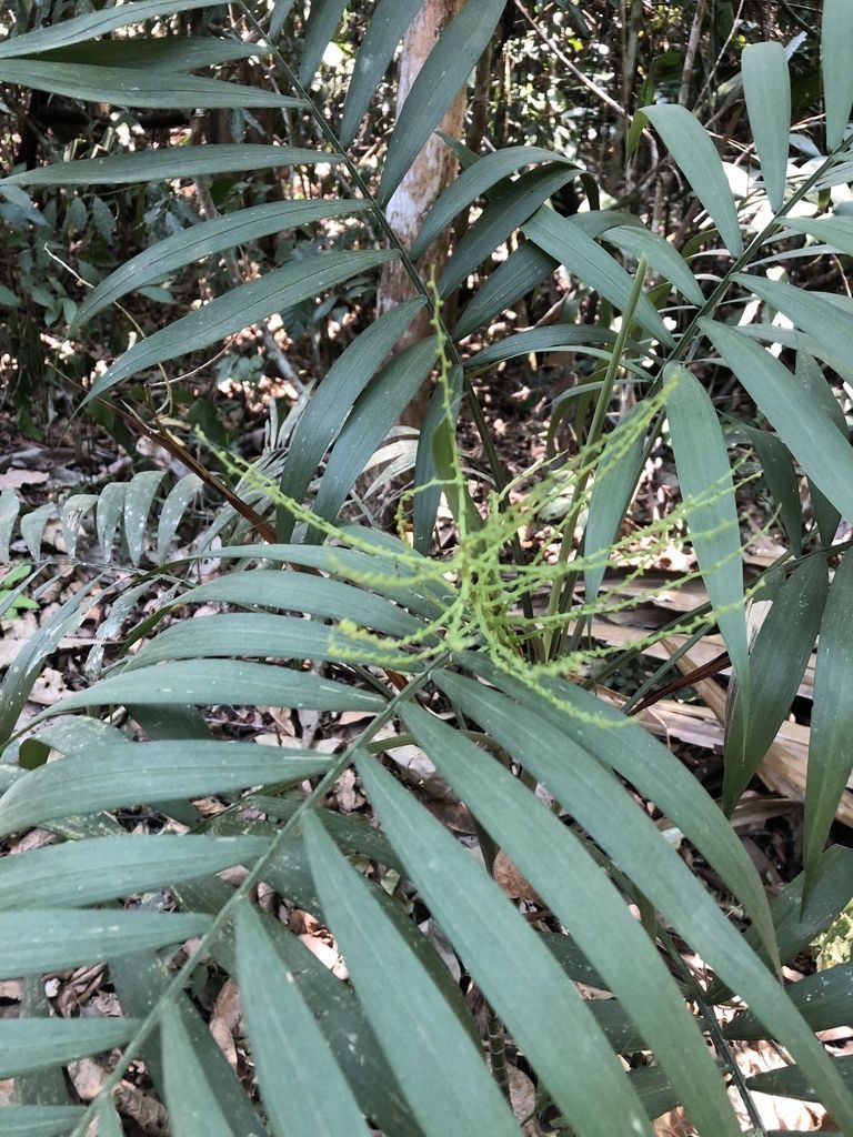 Parlor Palm in the wild