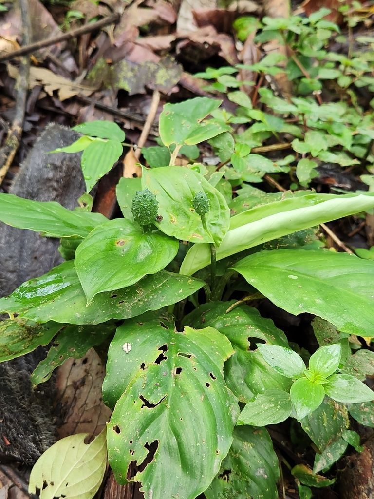 Peace Lily in the wild
