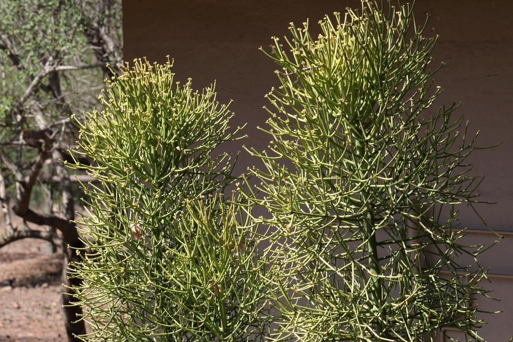 Pencil Cactus in the wild