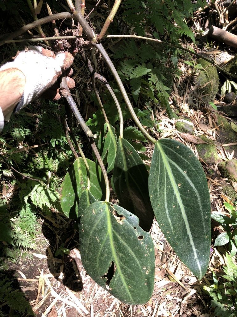 Peperomia in the wild