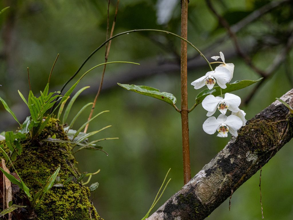 Moth Orchid in the wild