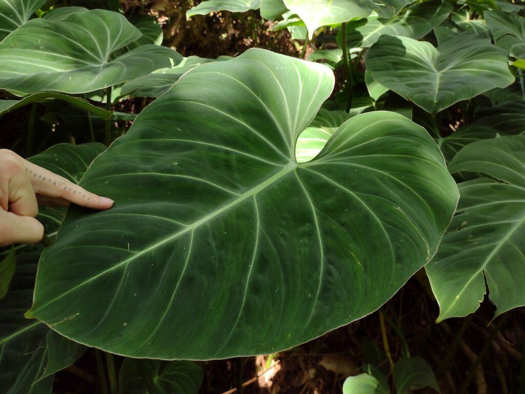 Philodendron Gloriosum in the wild