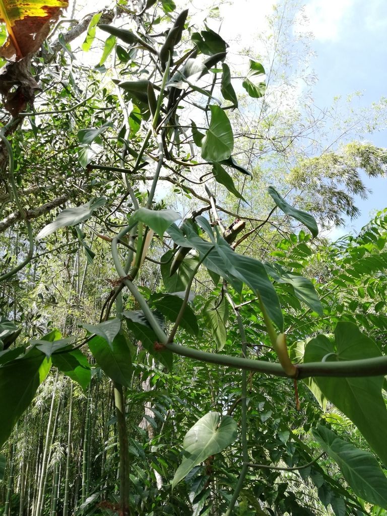 Philodendron Micans in the wild