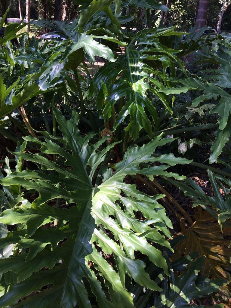 Philodendron Selloum in the wild