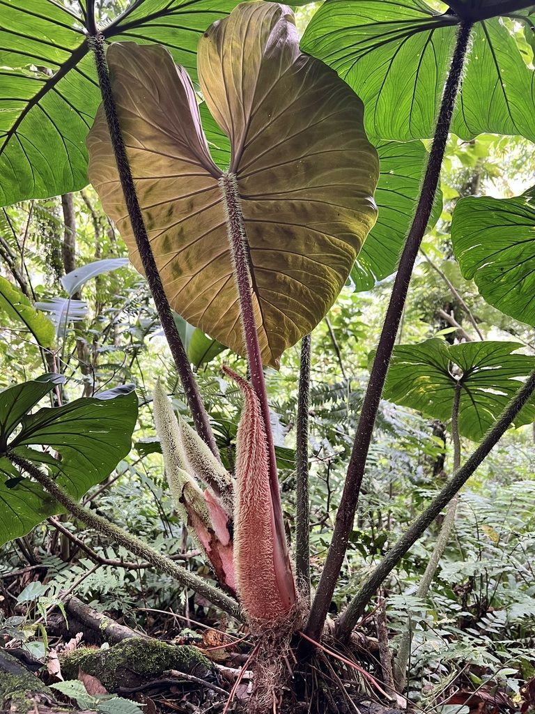 Philodendron Verrucosum in the wild
