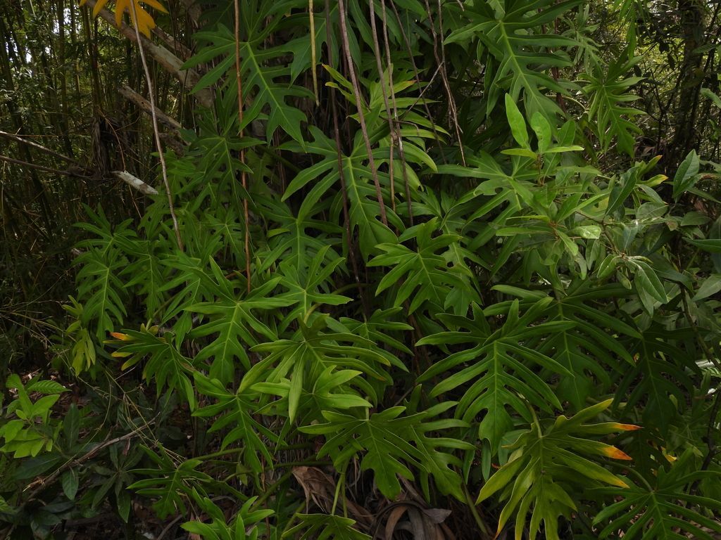 Philodendron Xanadu in the wild