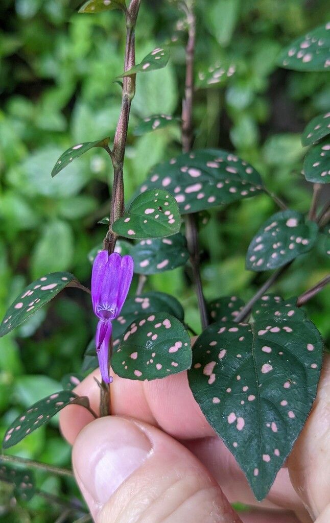 Polka Dot Plant in the wild