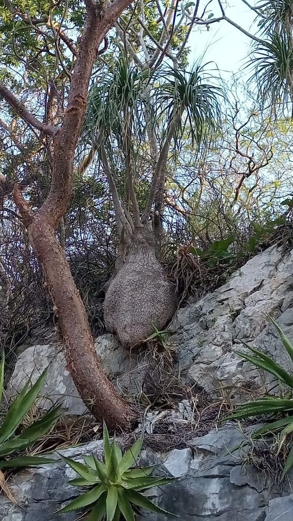 Ponytail Palm in the wild