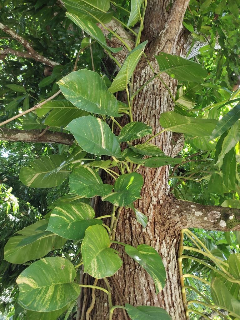 Pothos in the wild