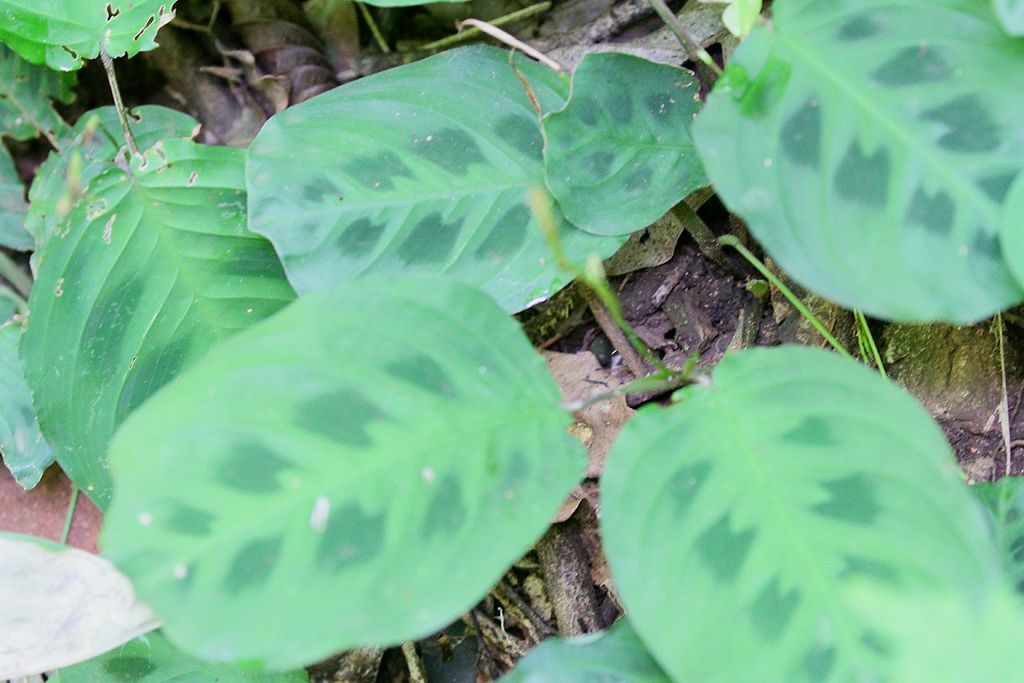 Prayer Plant in the wild