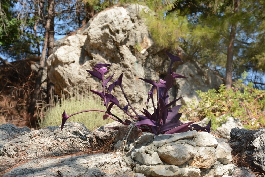 Purple Heart in the wild