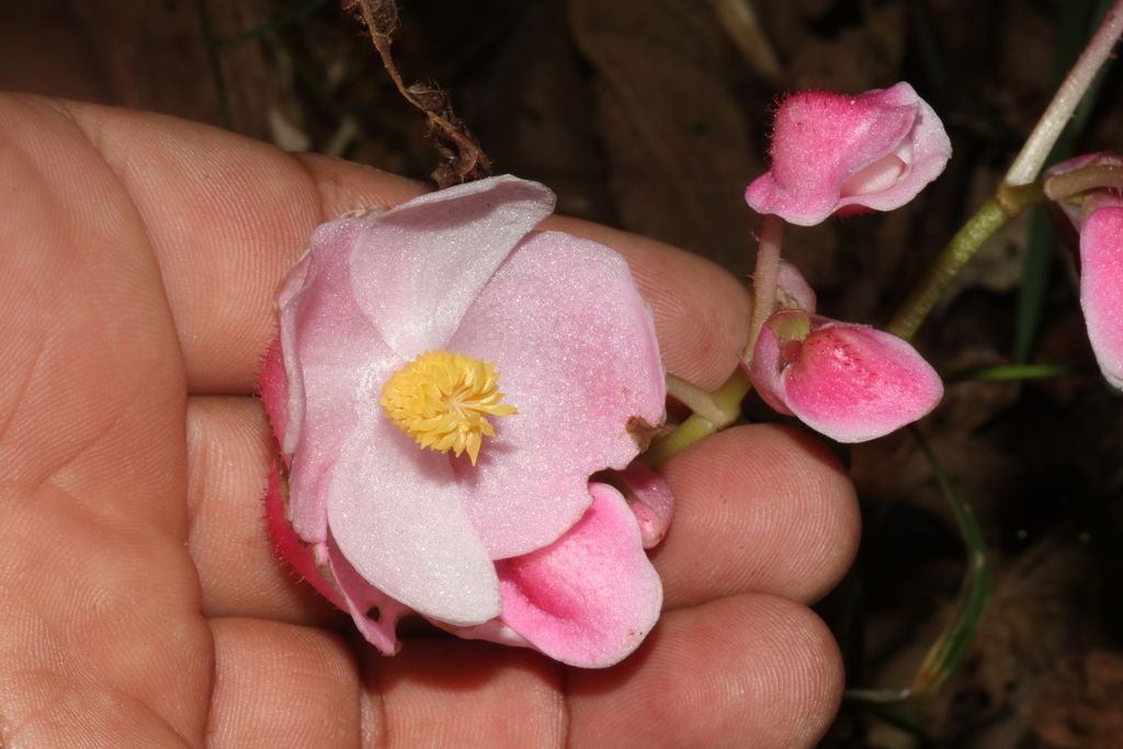 Rex Begonia in the wild