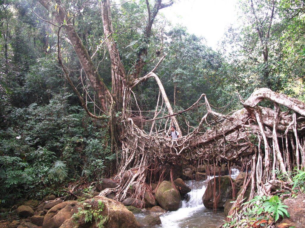 Rubber Plant in the wild