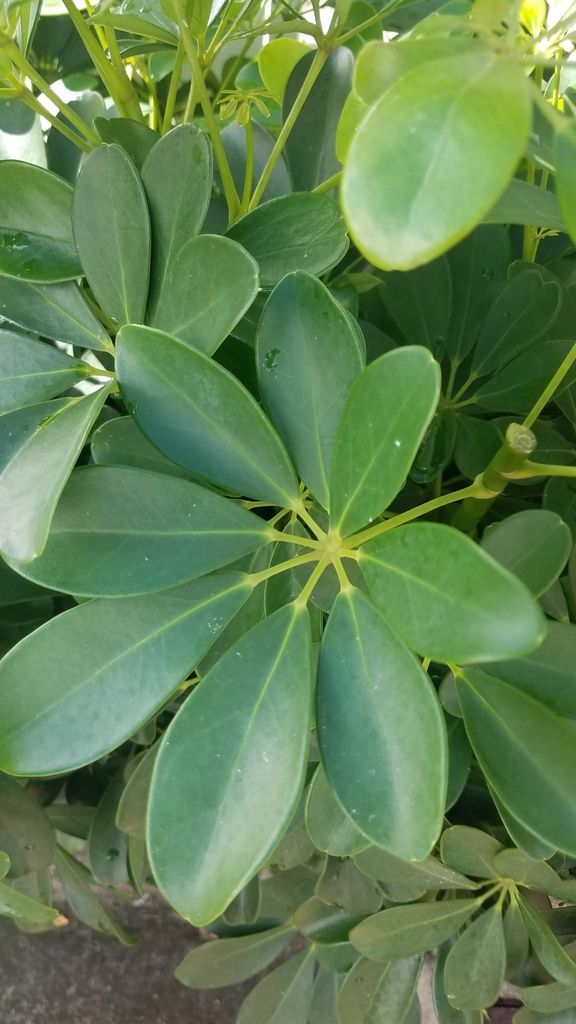 Schefflera in the wild