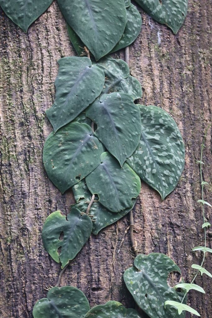 Satin Pothos in the wild