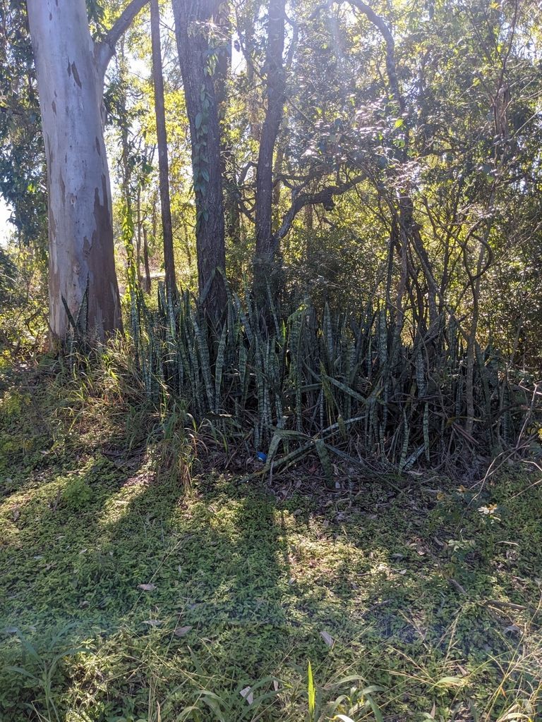 Snake Plant in the wild