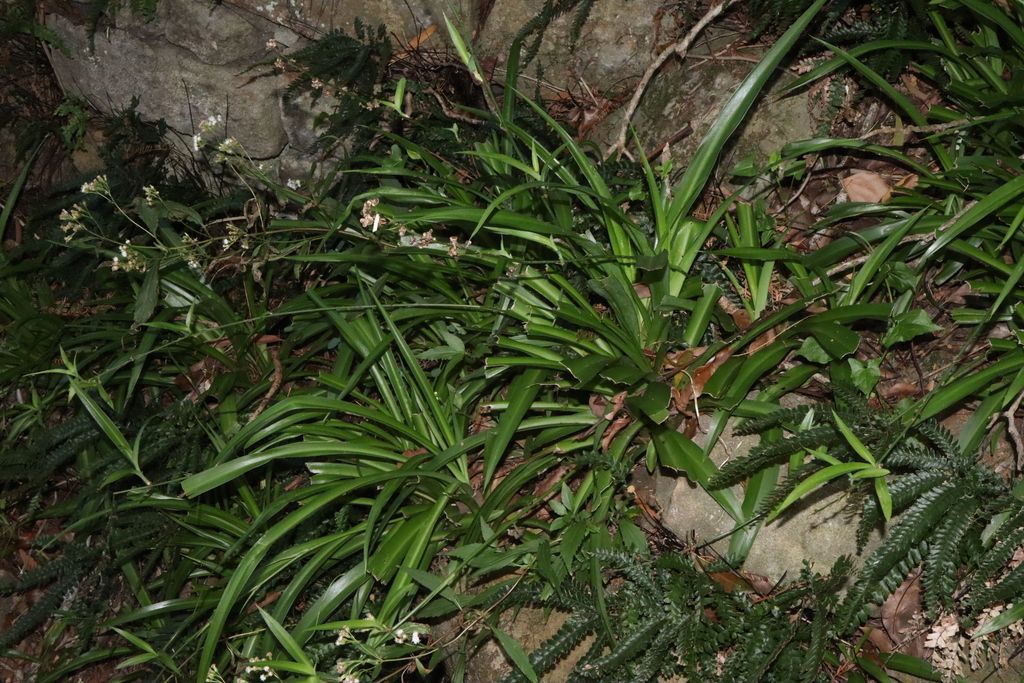 Spider Plant in the wild
