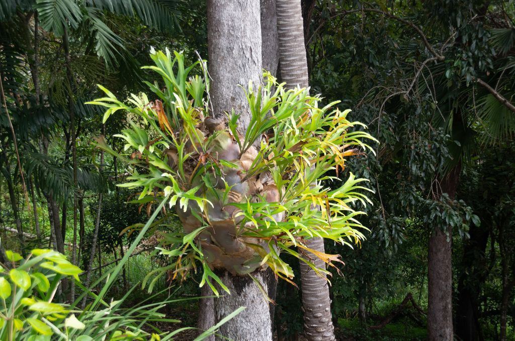 Staghorn Fern in the wild