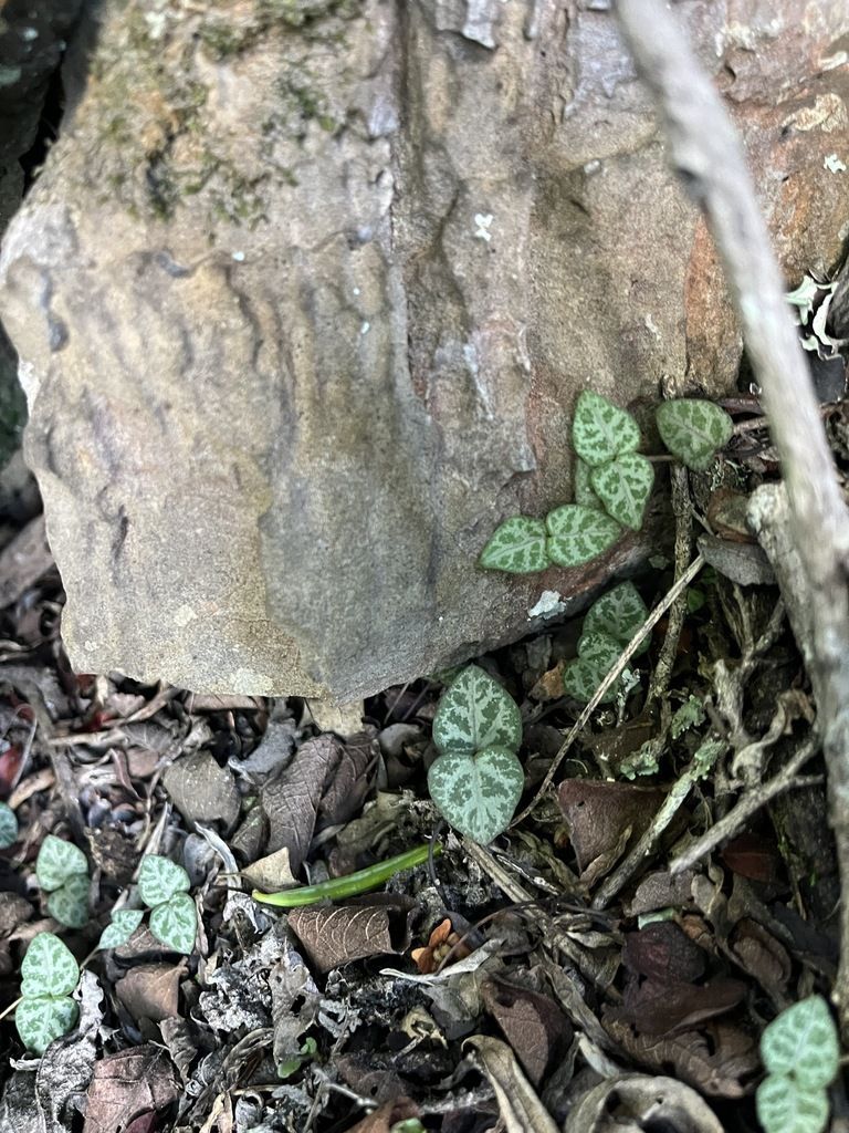 String of Hearts in the wild