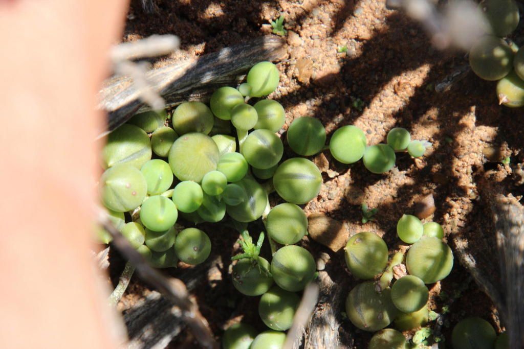 String of Pearls in the wild