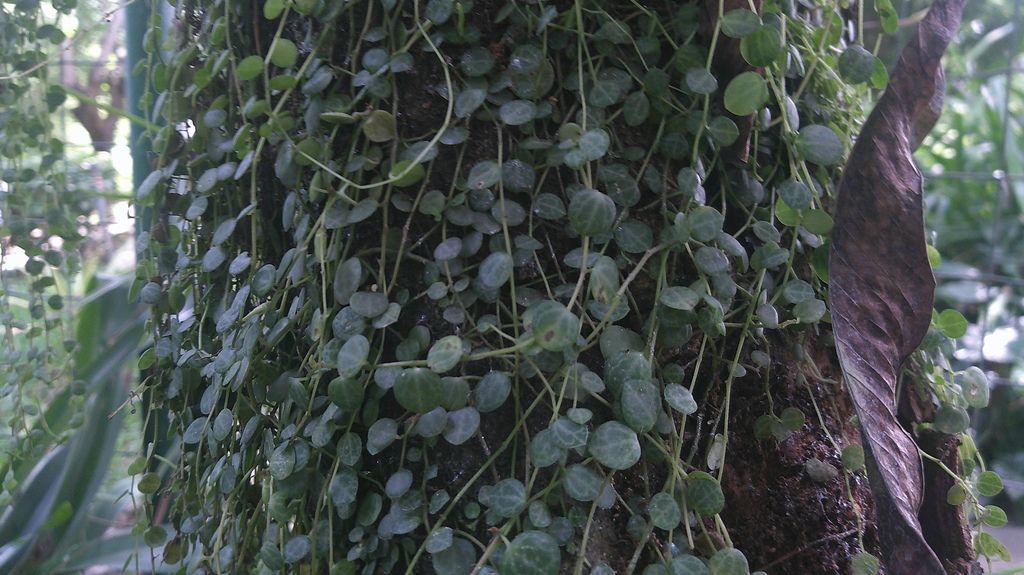 String of Turtles in the wild