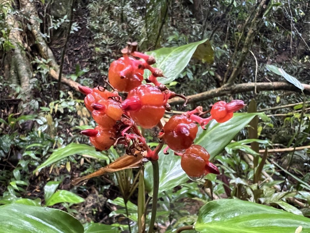 Stromanthe Triostar in the wild