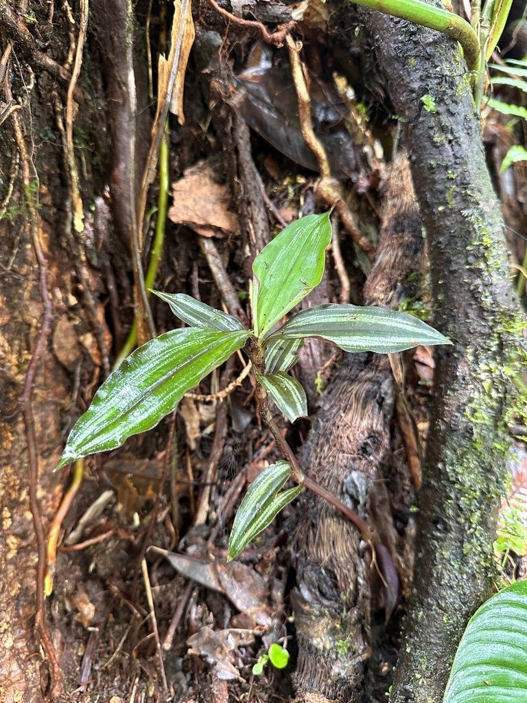 Inch Plant in the wild