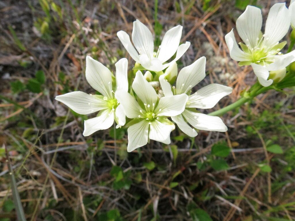 Venus Flytrap in the wild