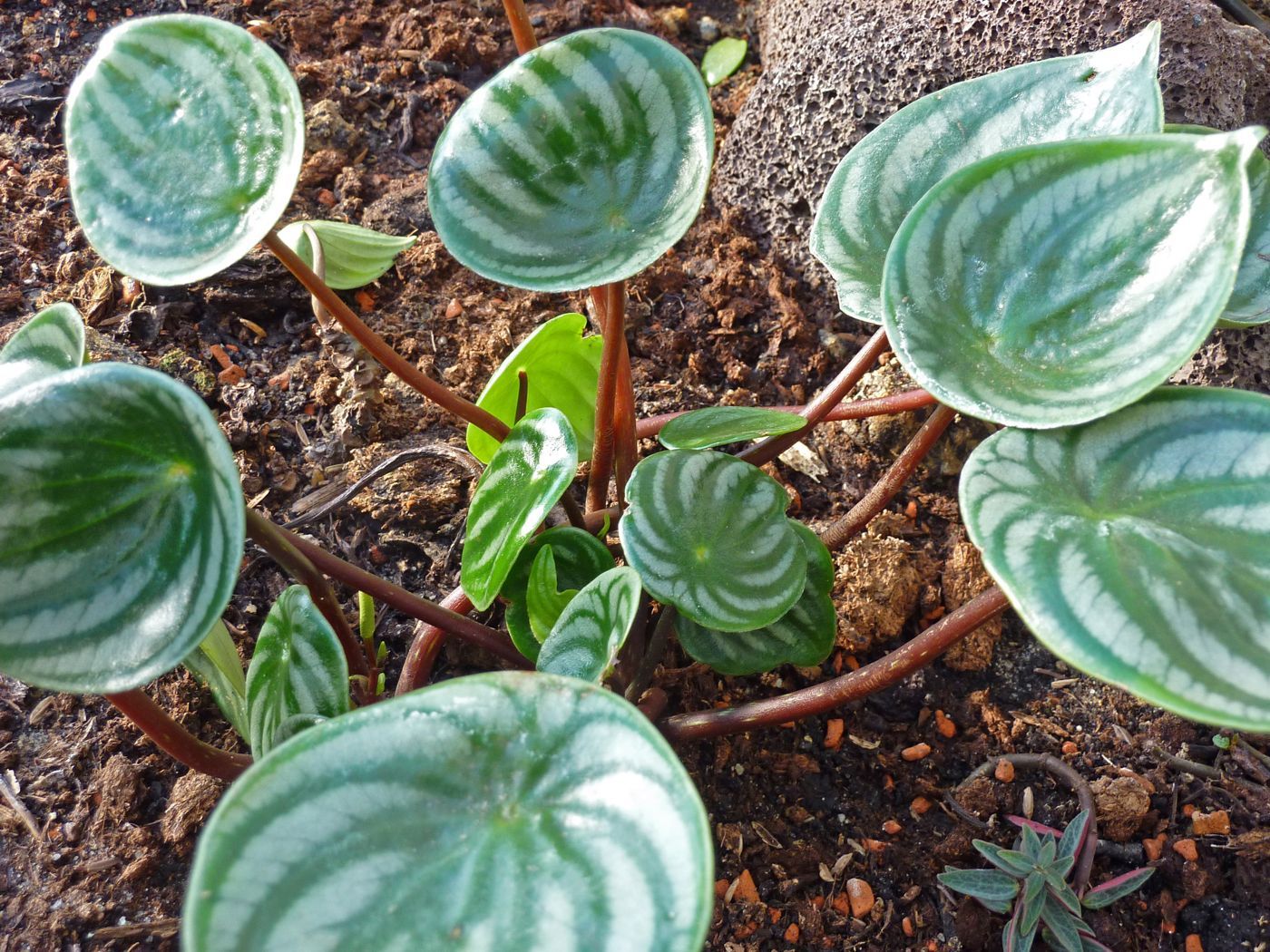 Watermelon Peperomia in the wild