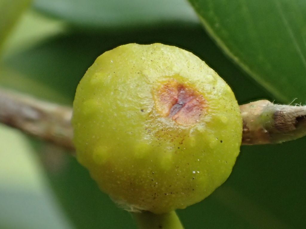 Weeping Fig in the wild