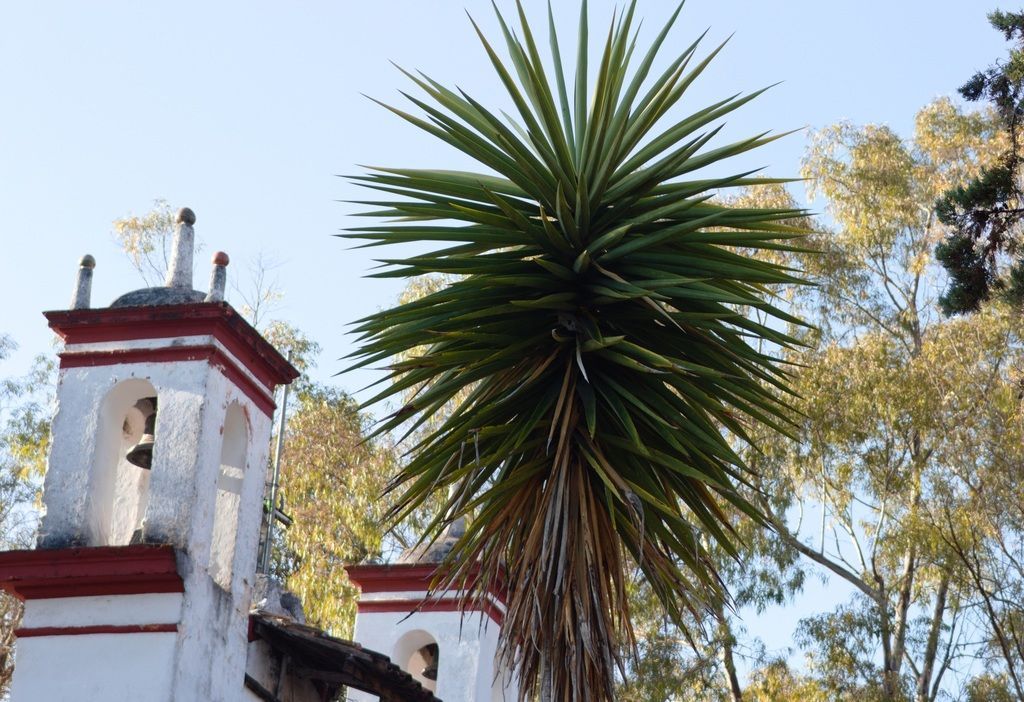Yucca in the wild