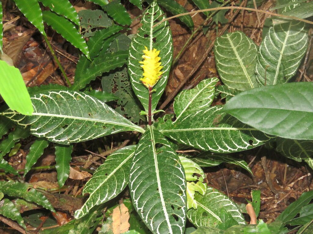 Zebra Plant in the wild