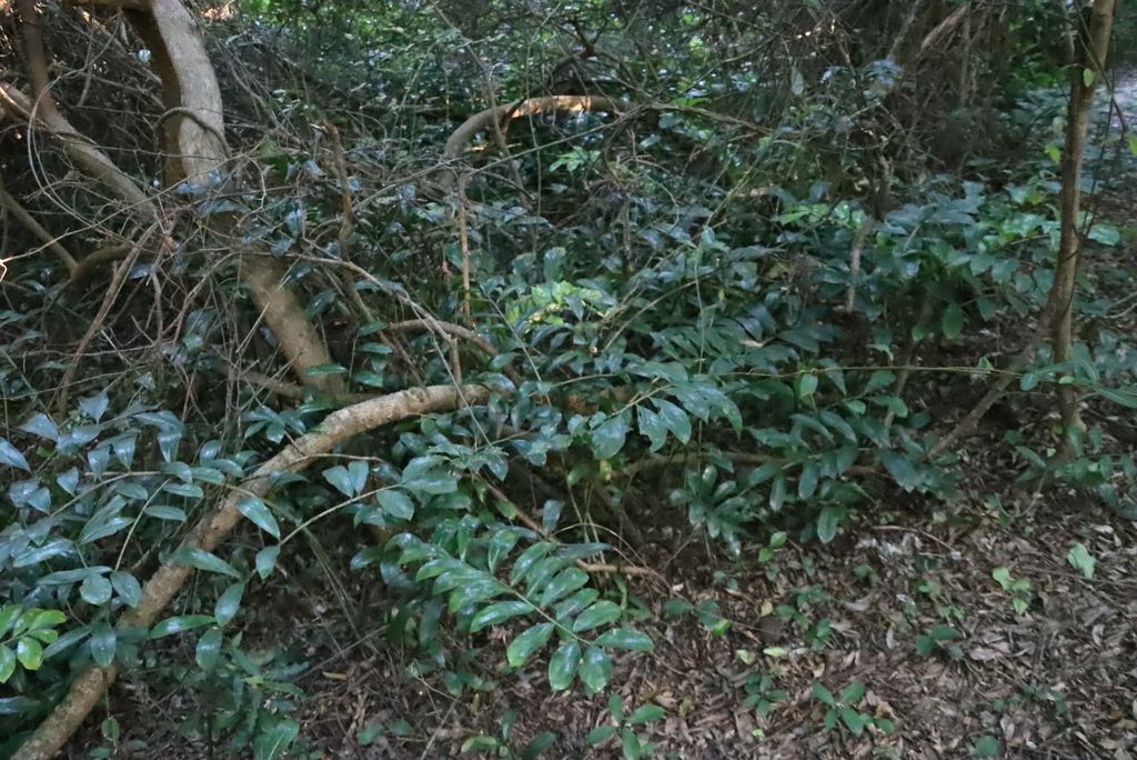 ZZ Plant in the wild